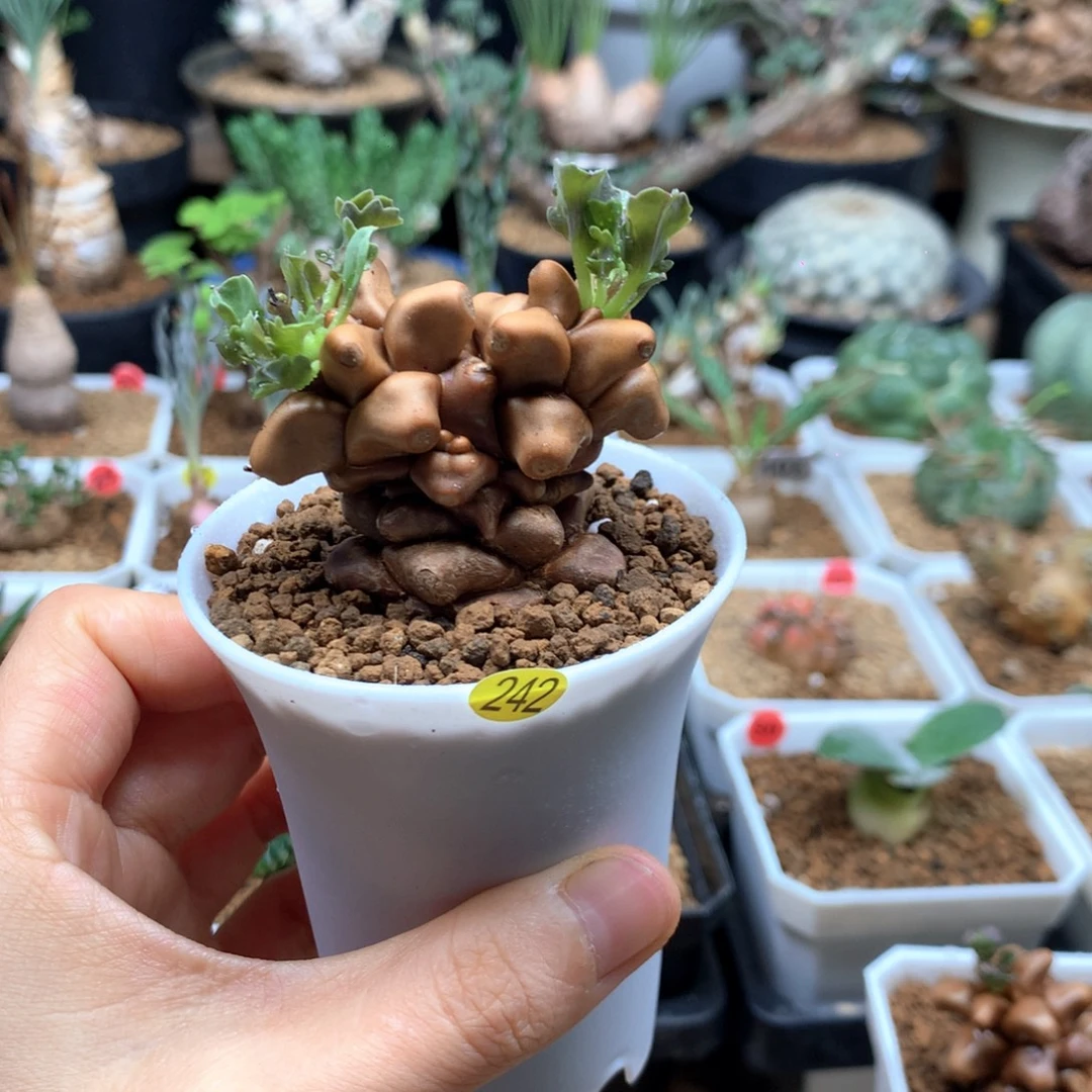 蛮鬼塔厚敦菊带盆242