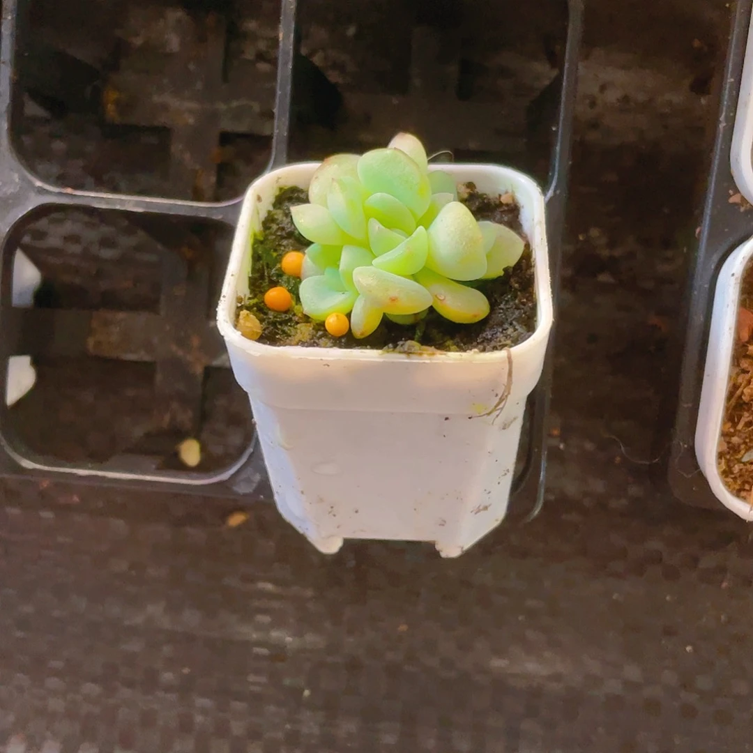 少*盐秃子三头中盆一个满25包邮