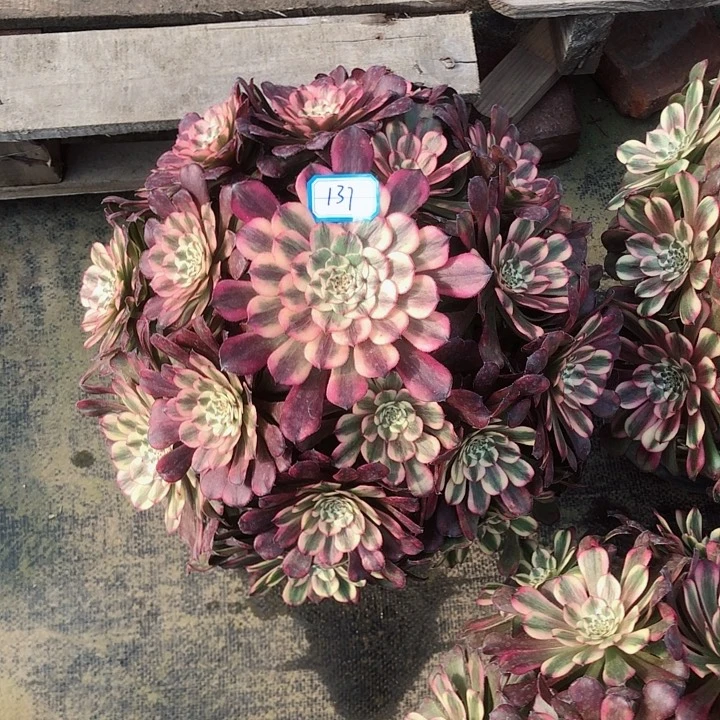 小***.137月婵多肉法师