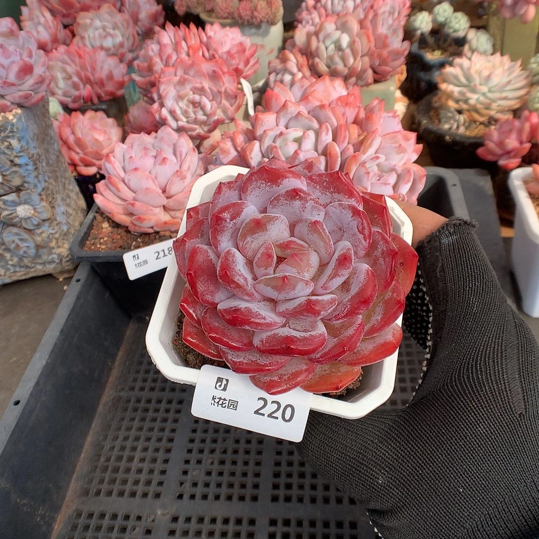 220紫皮橙多肉植物666