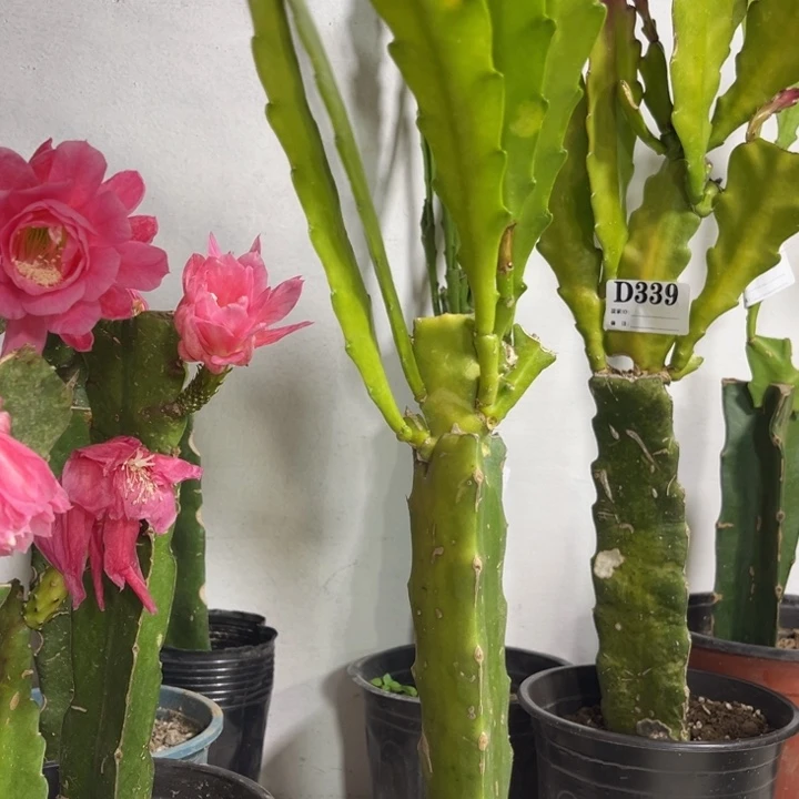 当前无花栽培后可以开花346