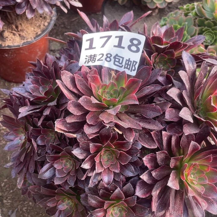 1718金丝缕二号棚A