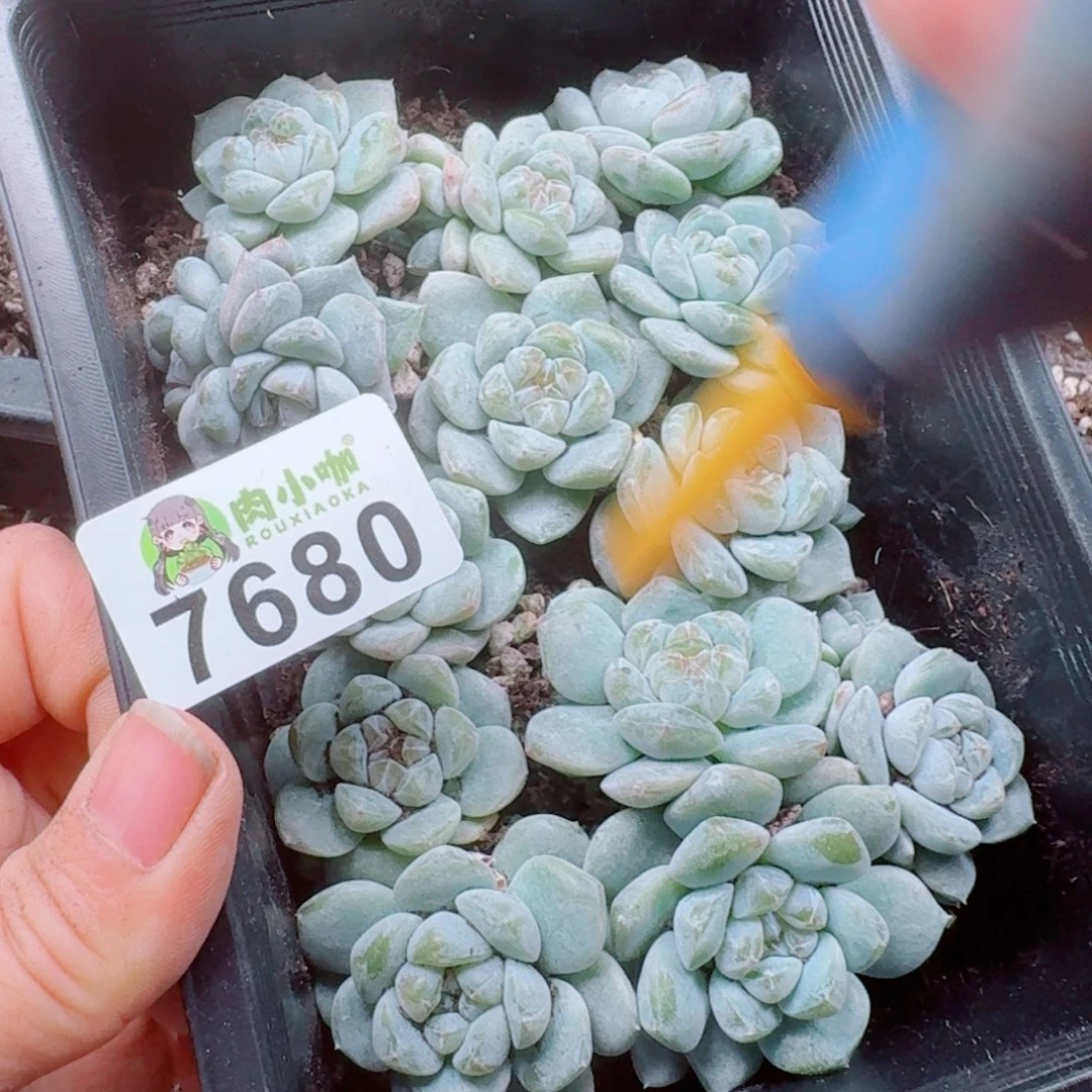 *****多肉植物多肉植物