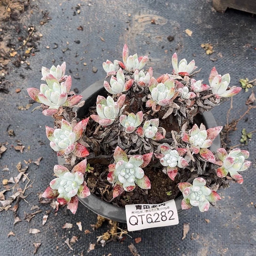 6282 小鹿多肉一物一拍