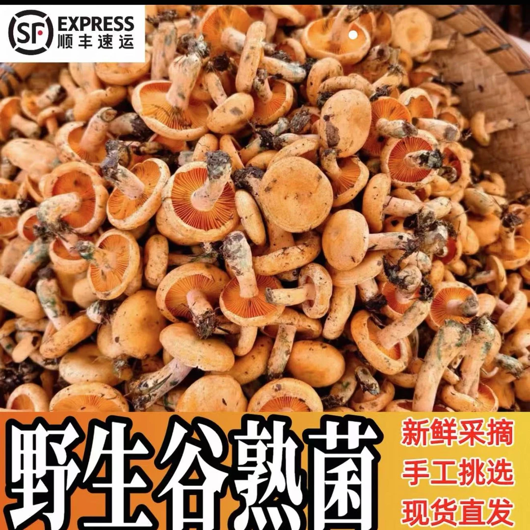 云南野生新鲜精选谷熟菌