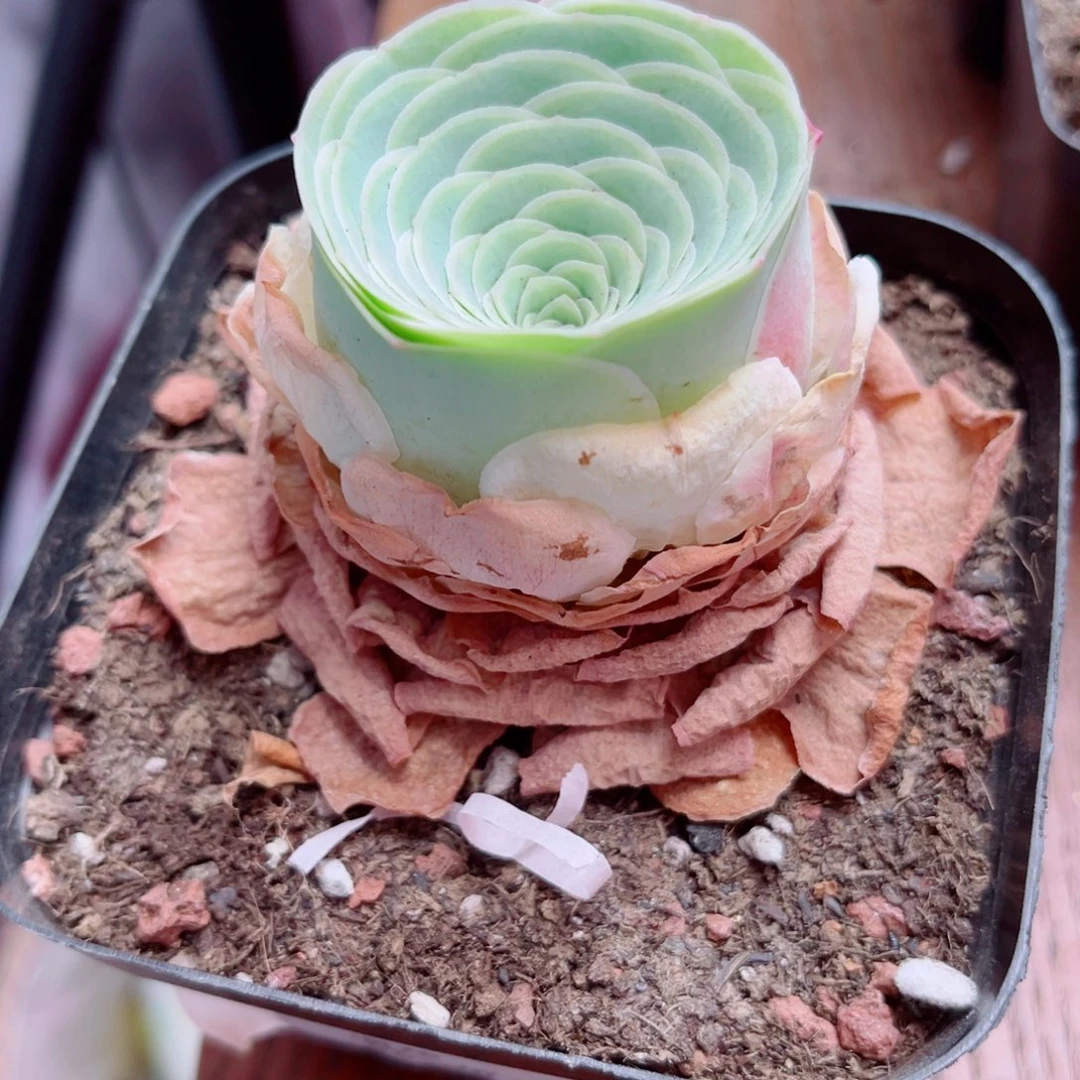 小*牙A380 浪花 一物一拍