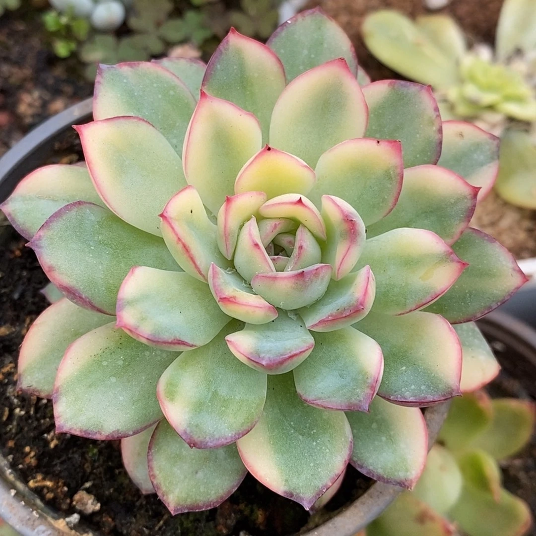 雨燕座拉丝哈哈哈哈哈