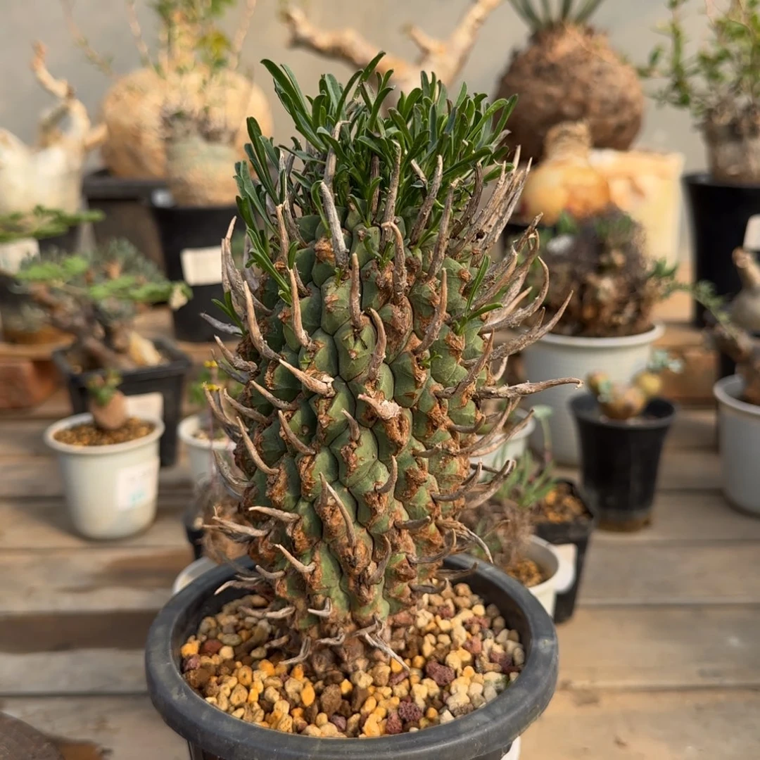 605斗牛角大戟块根植物