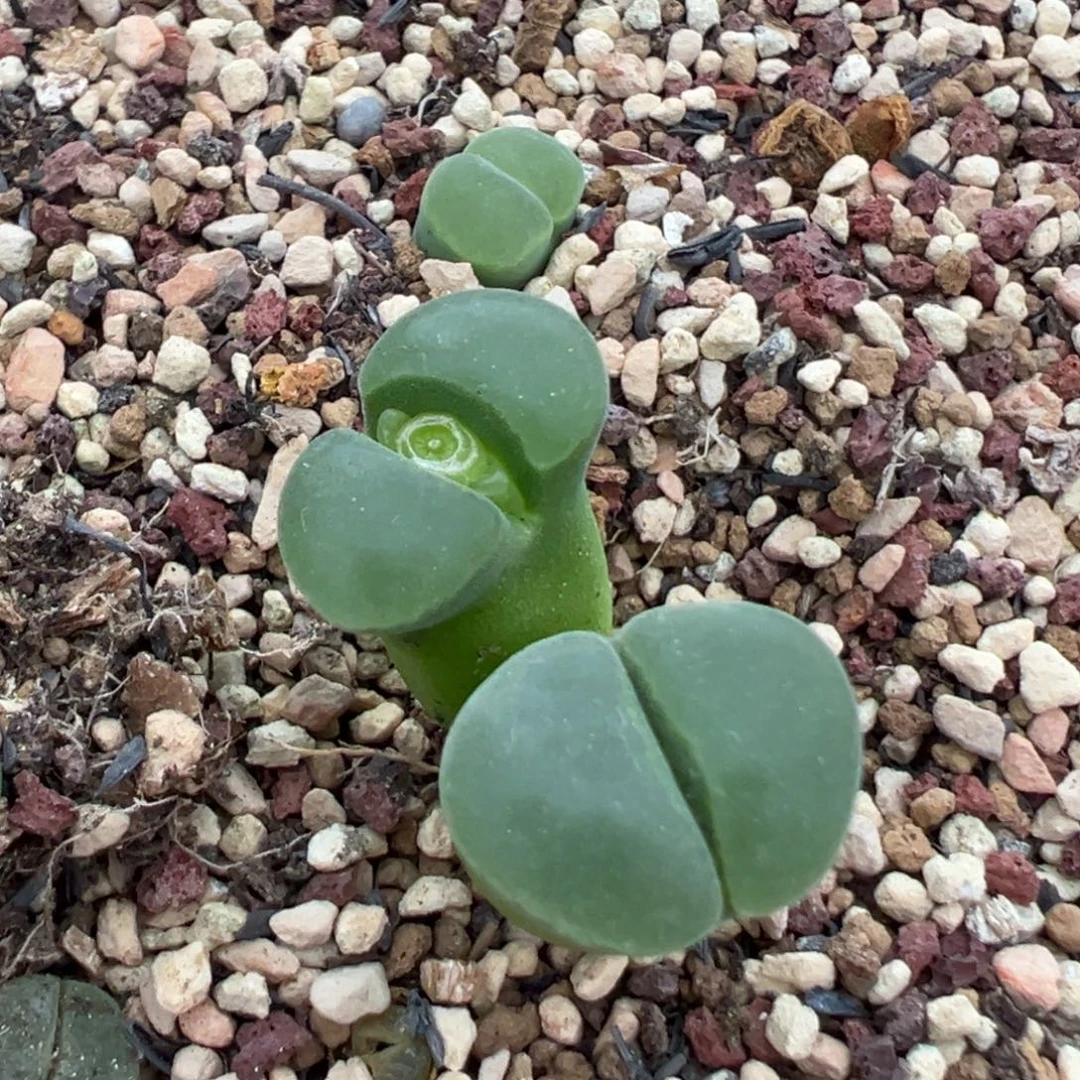 极窗2151 肉锥植物