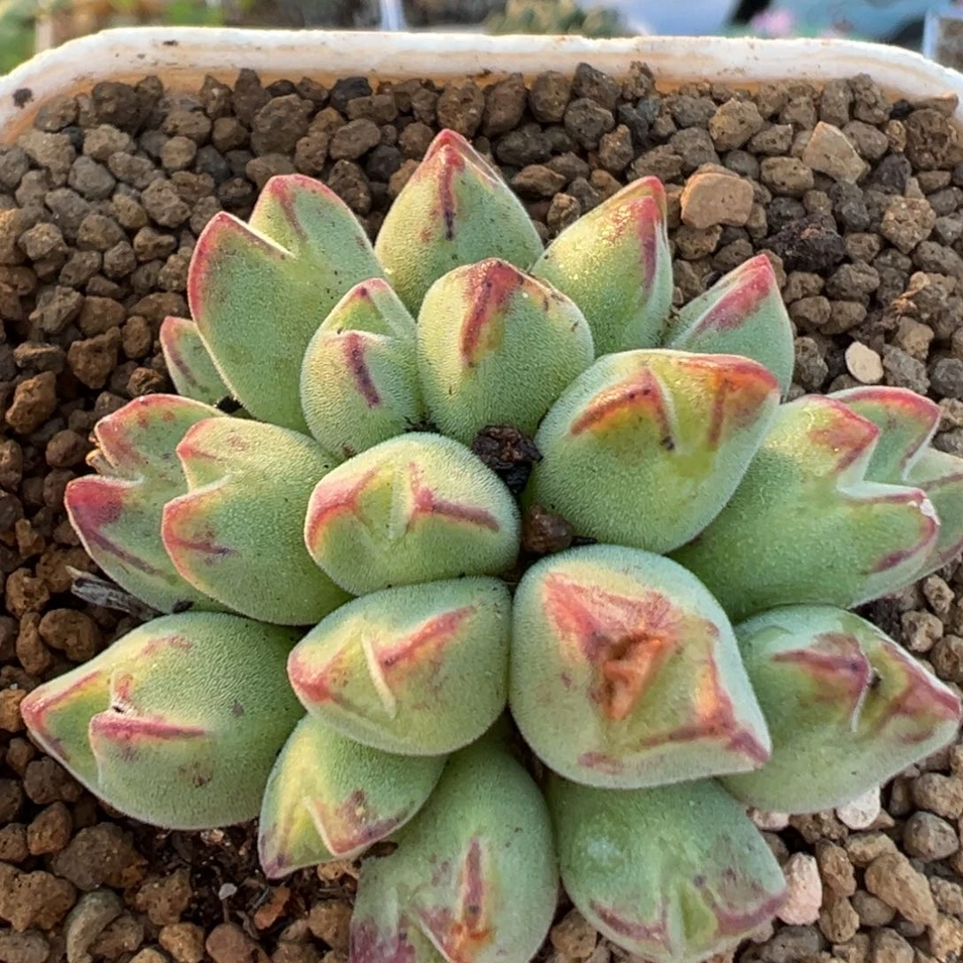 131多肉植物百科植物