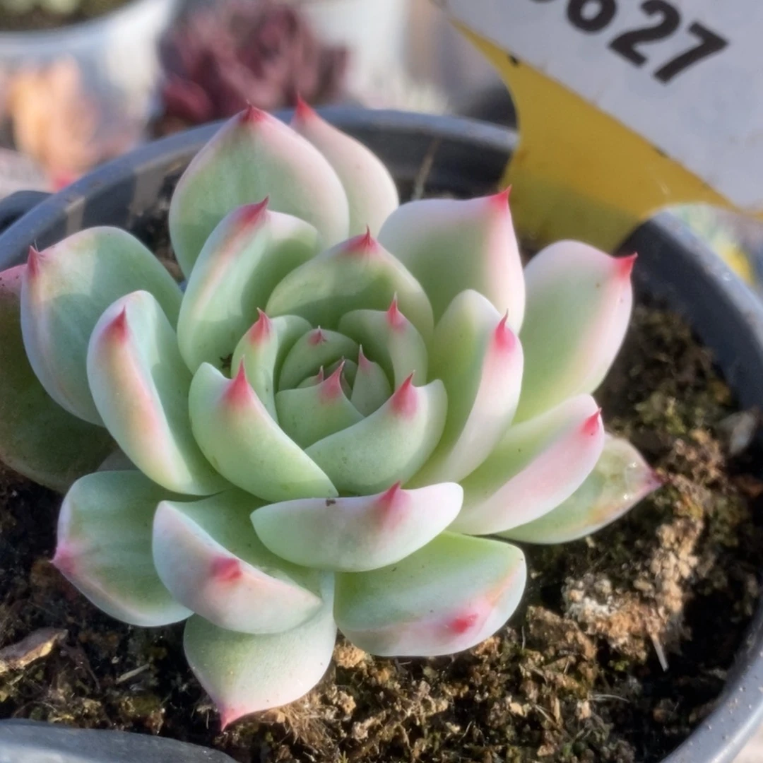 627吉娃娃锦锦锦锦锦锦