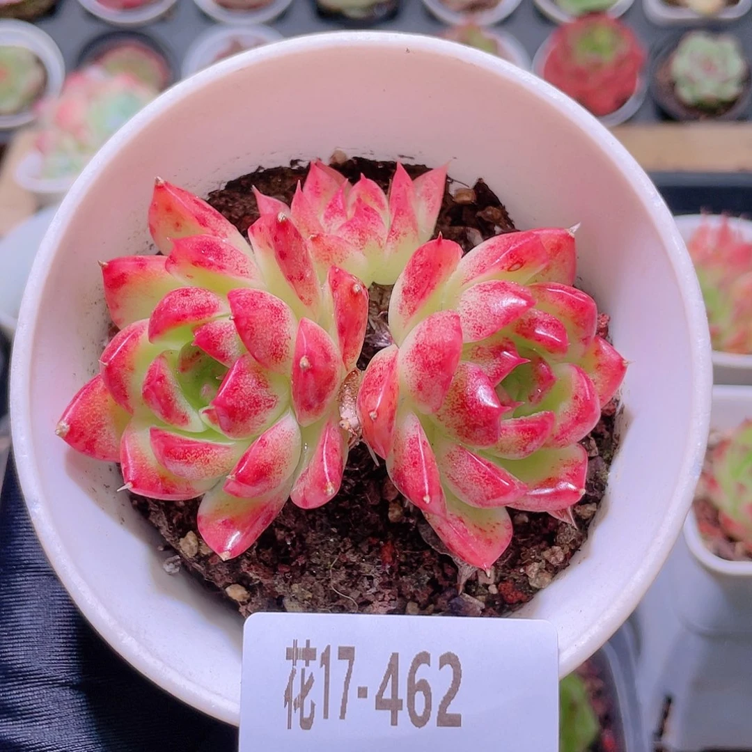 花利美17-462新品