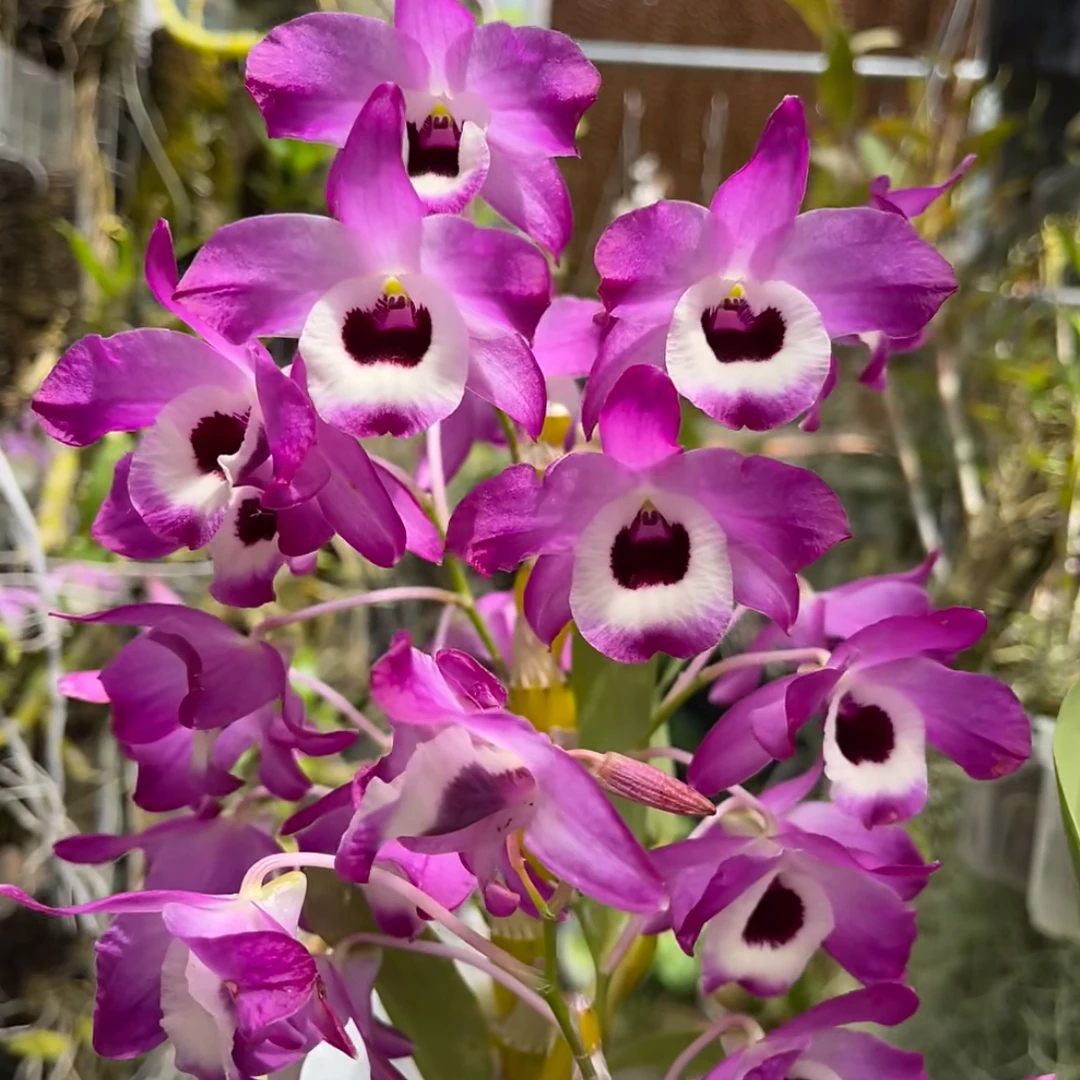 高山黄杆金钗石斛，花香，花期3 - 5月