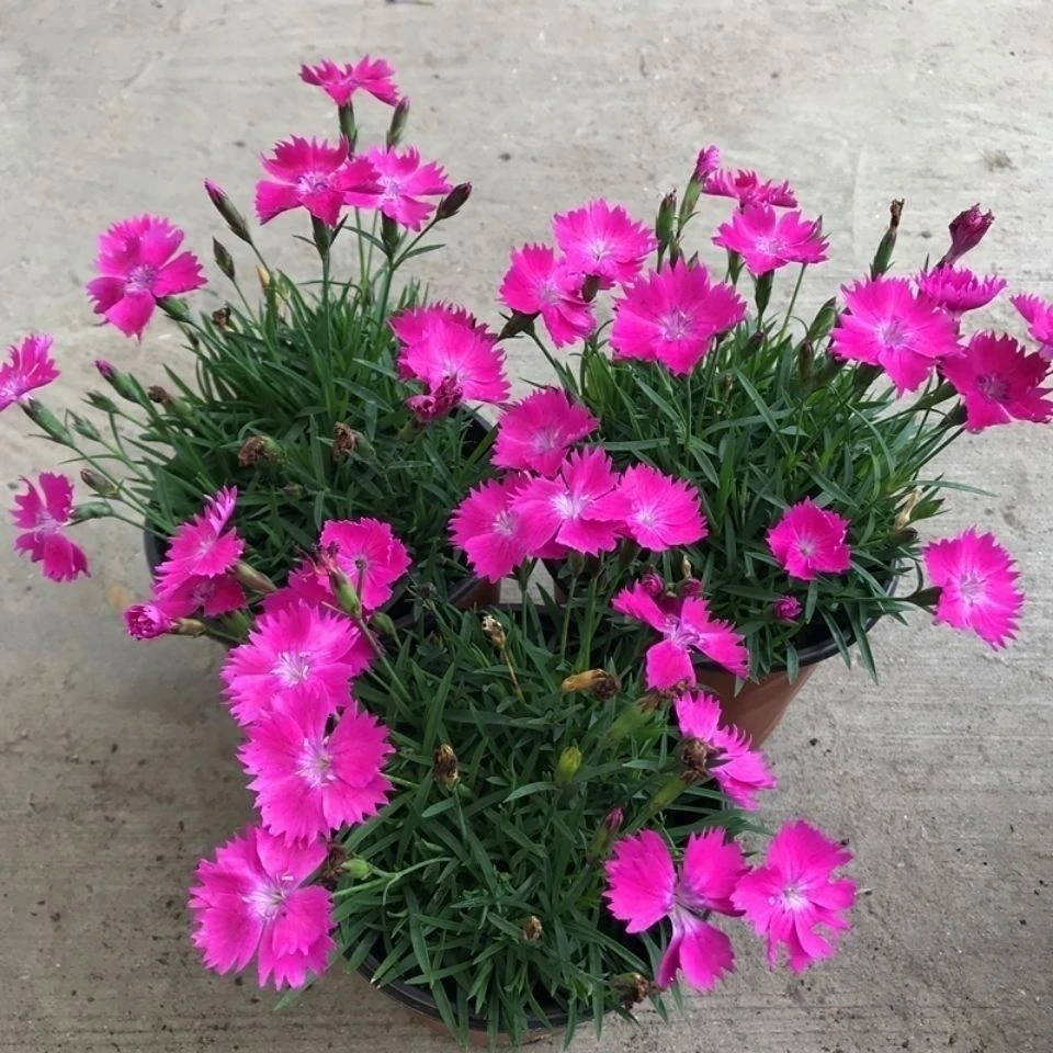 拍一发三欧石竹120杯原盆原土