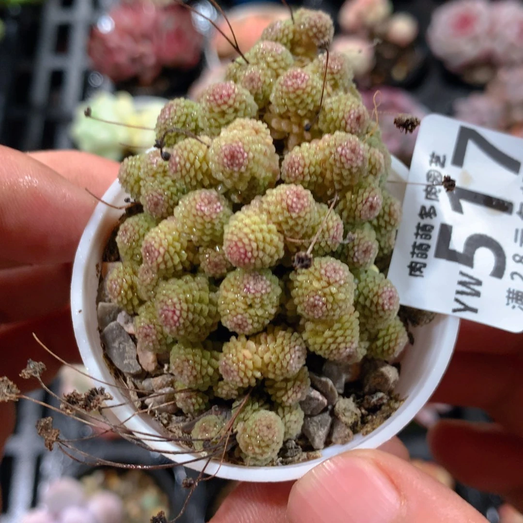 5CM拇指盆精控多肉YW517