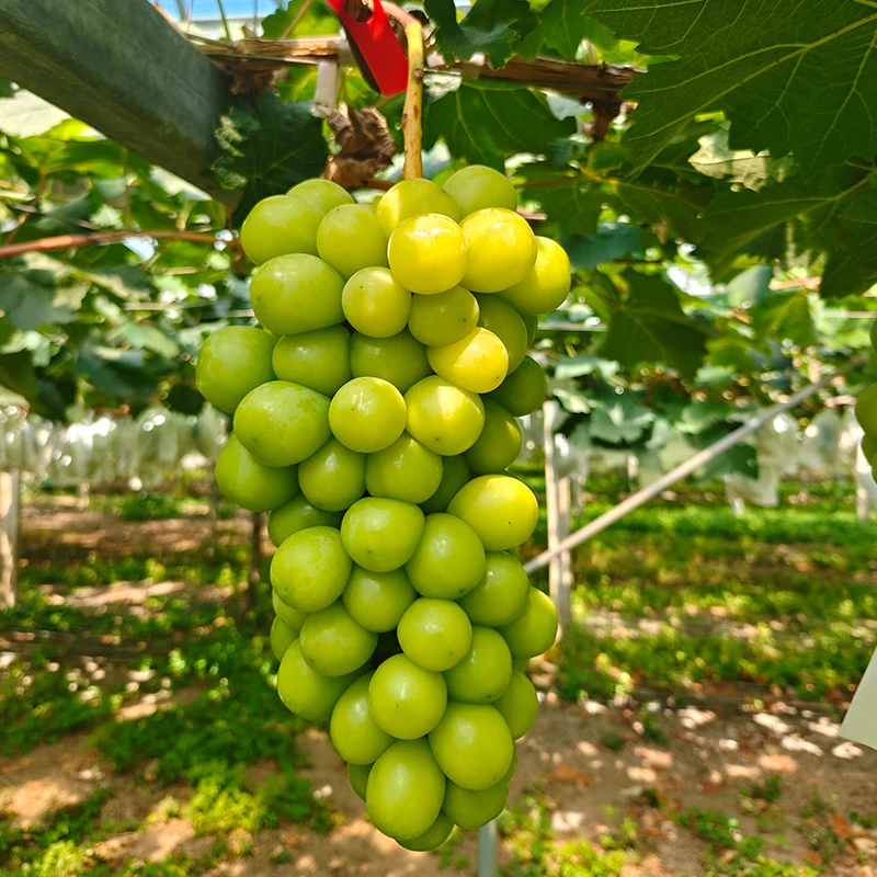 【京东】阳光玫瑰葡萄5斤晴王新鲜无籽葡萄香印青提新鲜当季现摘