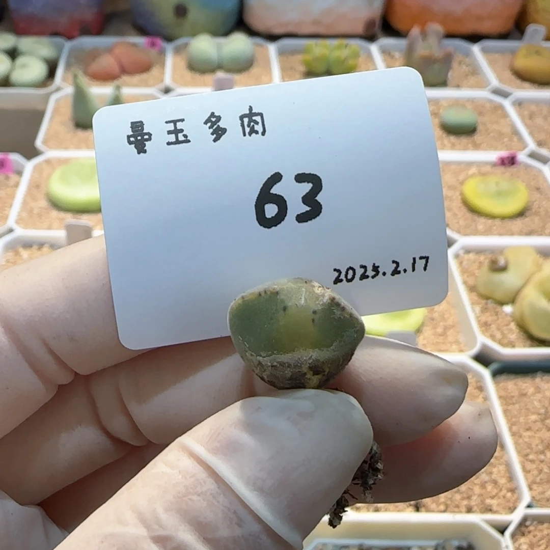 庄***鱼多肉多肉多肉2.17-063