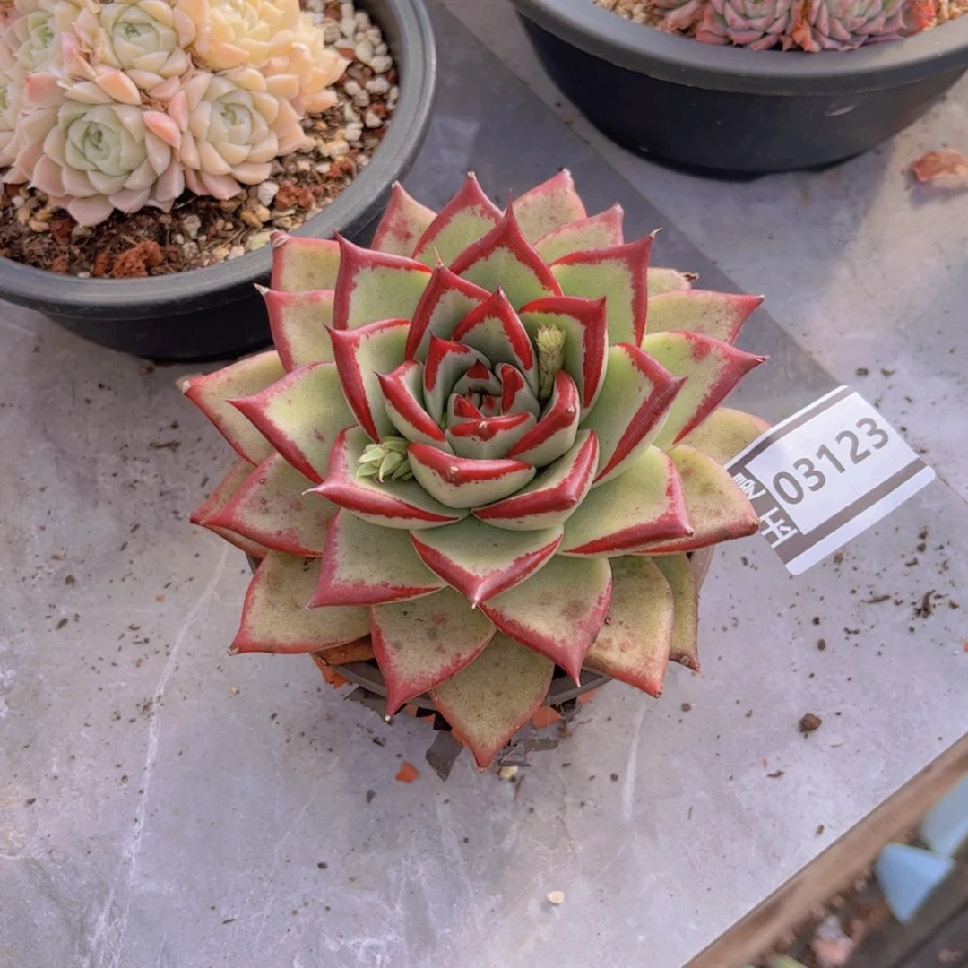 乌木多肉植物03123