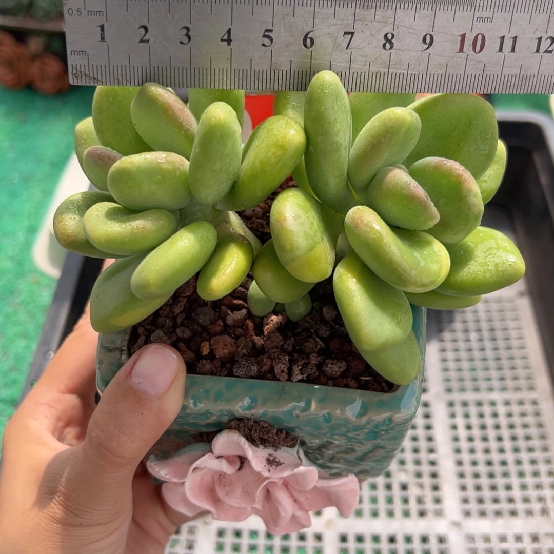 表妹精品多肉植物526.