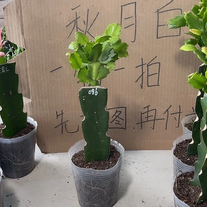 ****ᶫ当前无花朵，栽培后可花朵086
