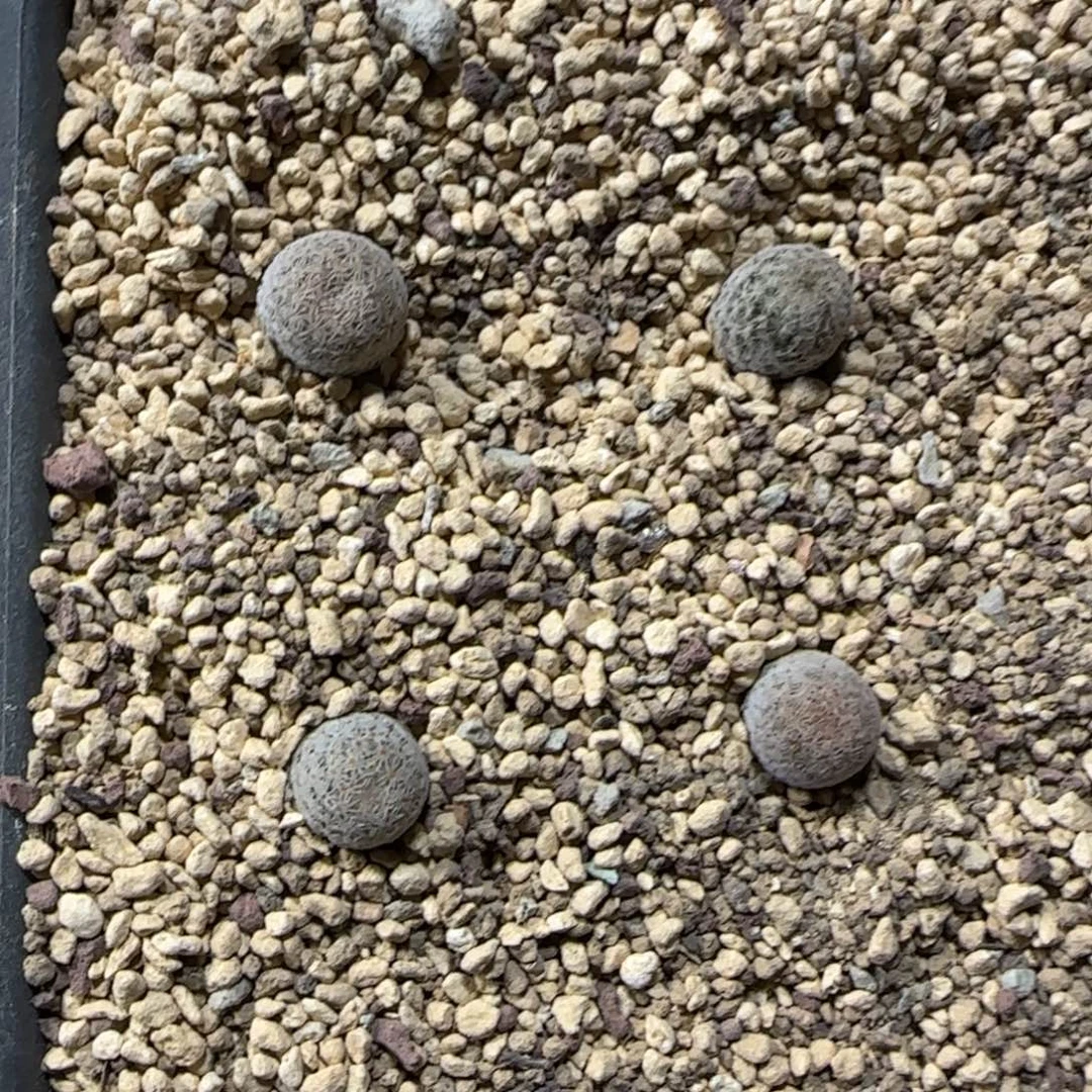 1厘米以上实生美丽丸择优1颗