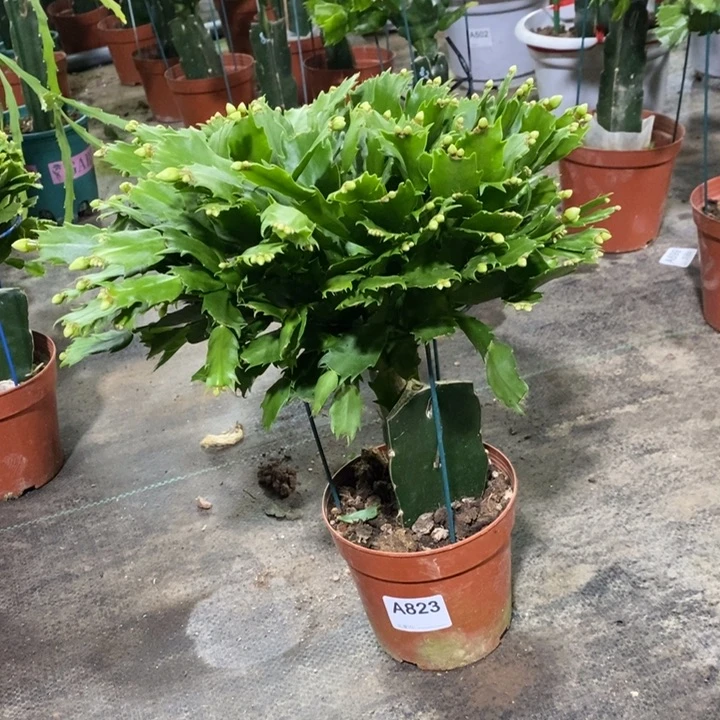 当前无花栽培后可以开花823白玛丽