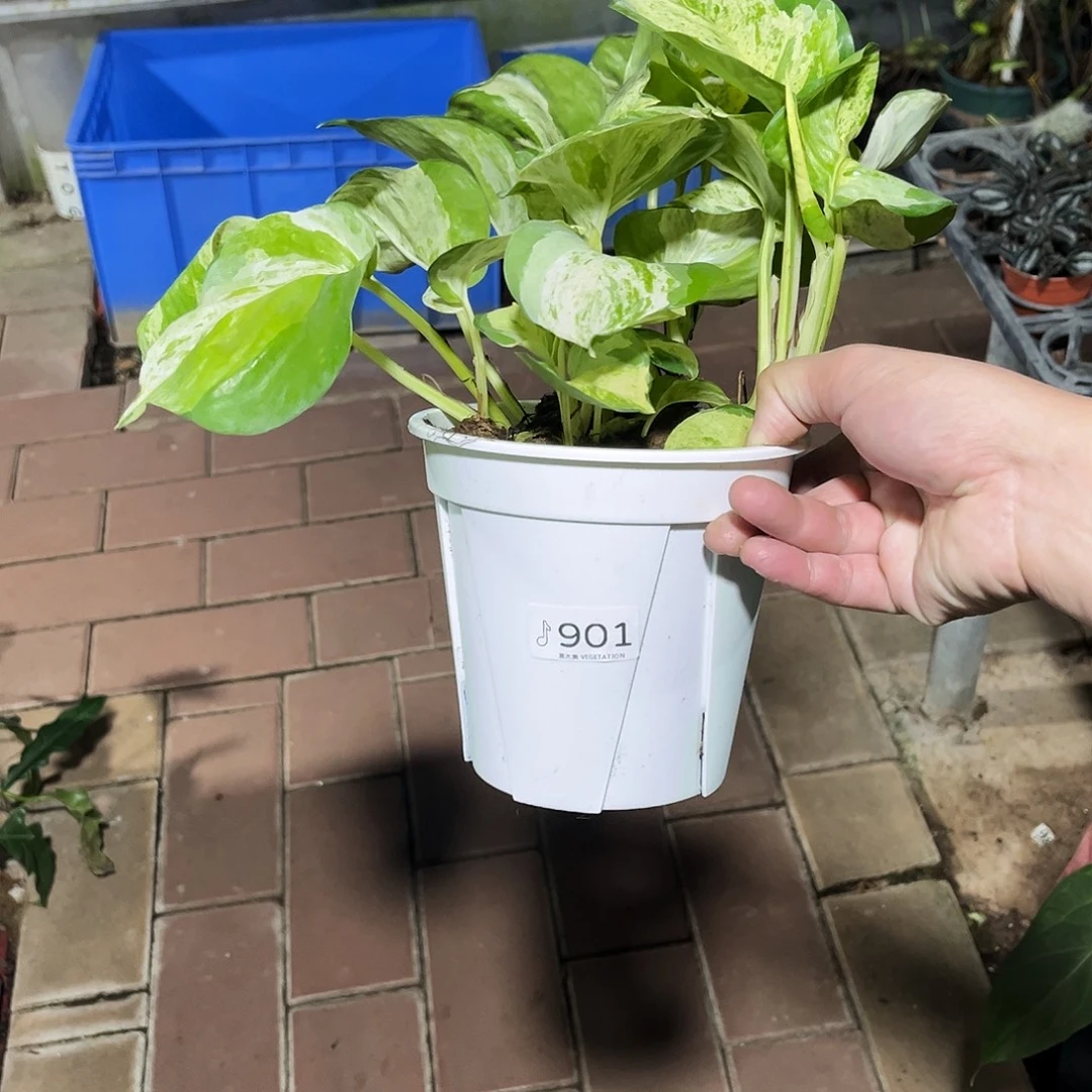 完全开放901快乐叶子