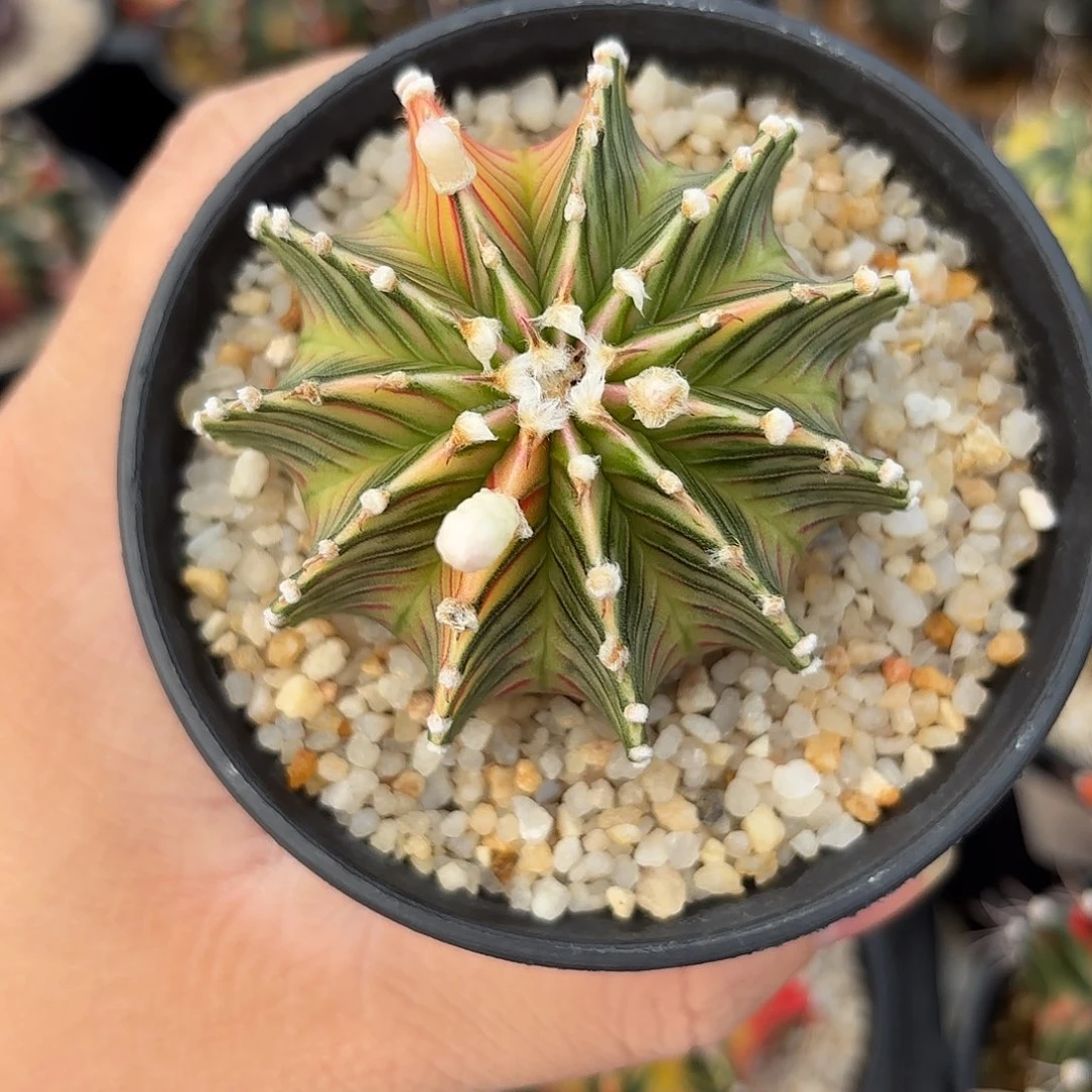 泰国米哈肋骨846-1114