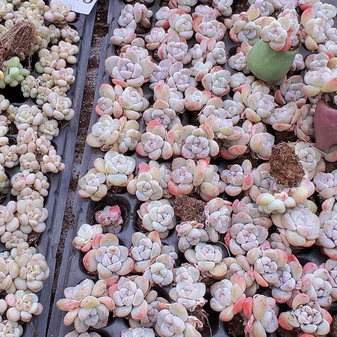 双头冰玉苗6颗19包邮