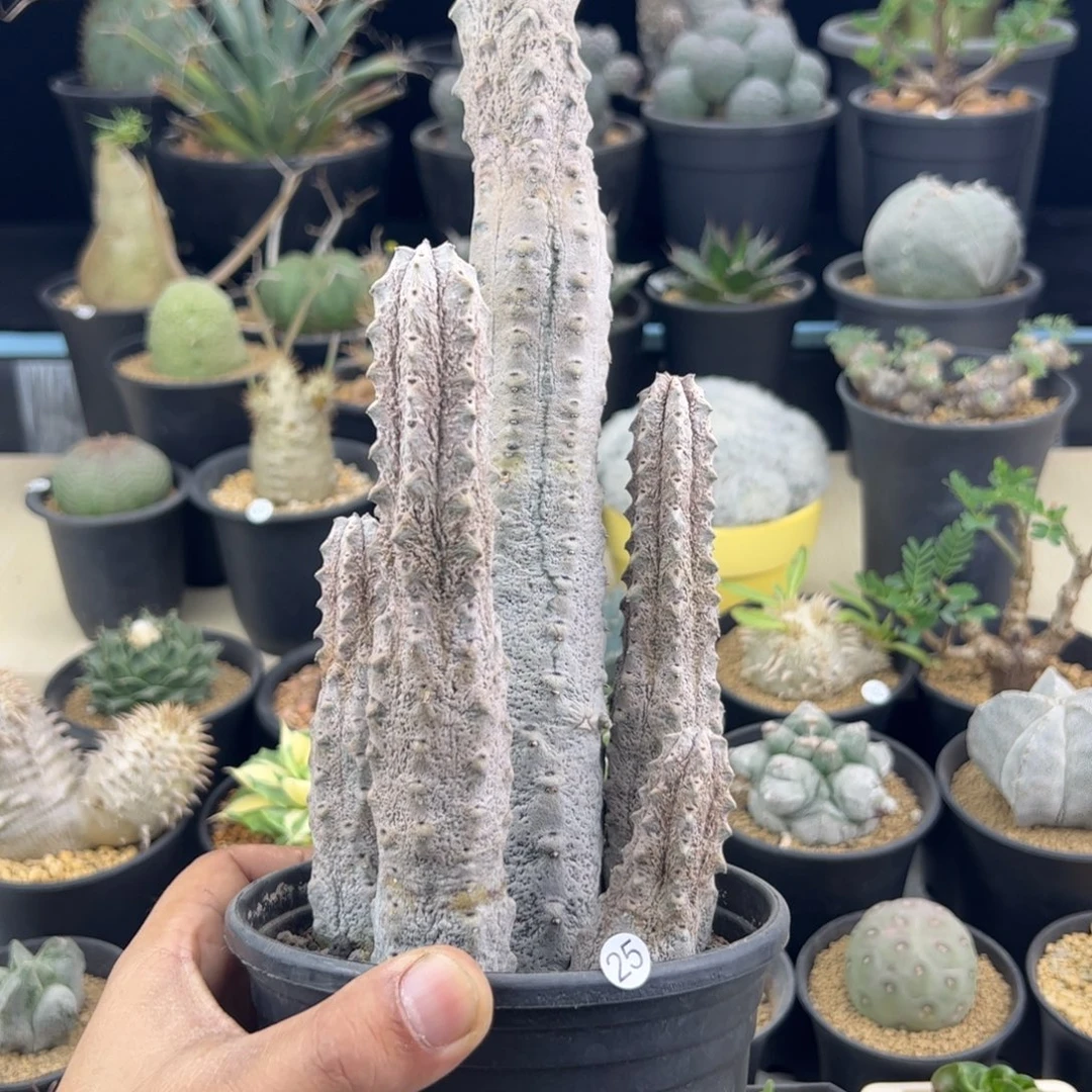 亚迪麒麟大戟群一物一拍