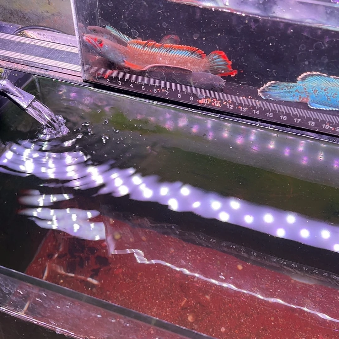.***.海水鱼血斑雷龙专拍链接