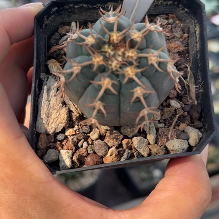 8065实生猫爪好养