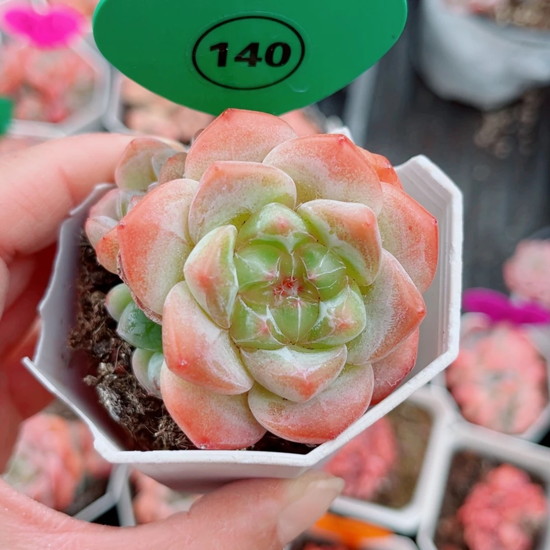 140号小老桩糖心群