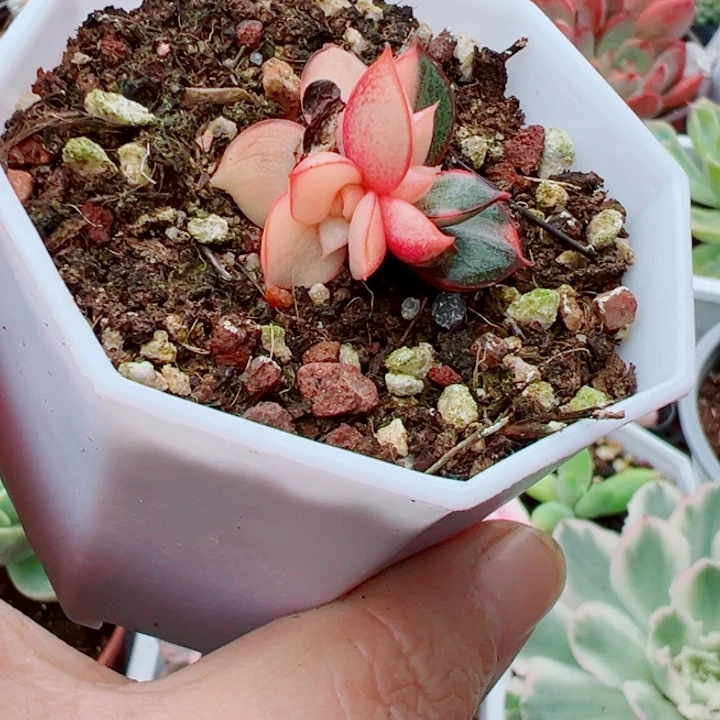 麒麟座锦多肉植物322