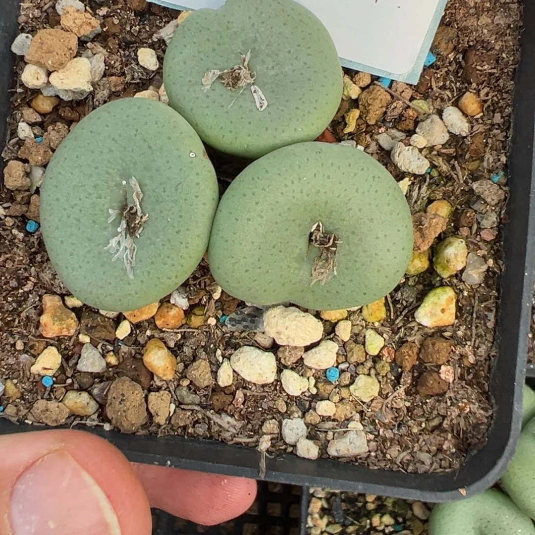 17-85肉锥多肉植物，