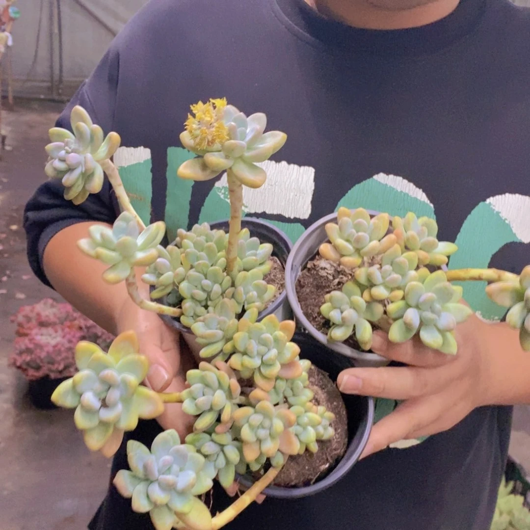 棒棒糖整桩整群三盆