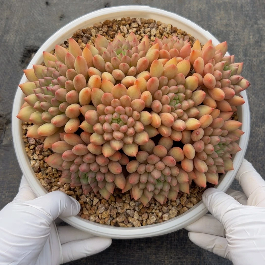 I***C黄体岩字多肉植物