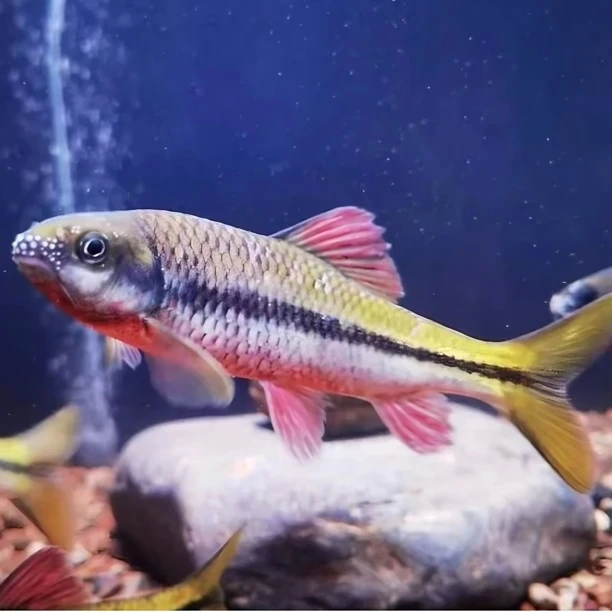 【野采发色包活】红腹溪石斑原生态溪石斑土生土长溪流冷水鱼观赏