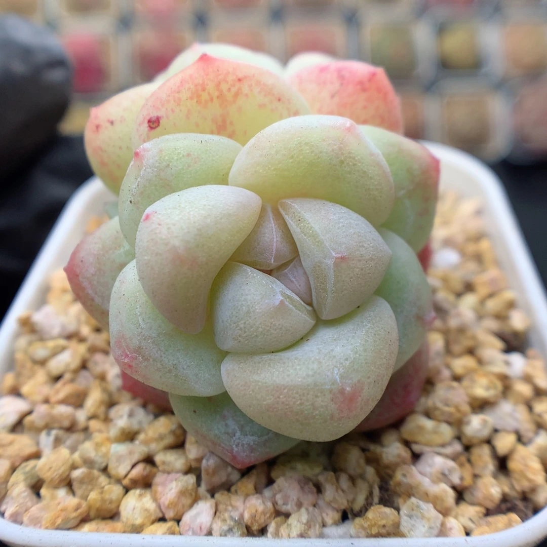 多肉植物。  冰玉27