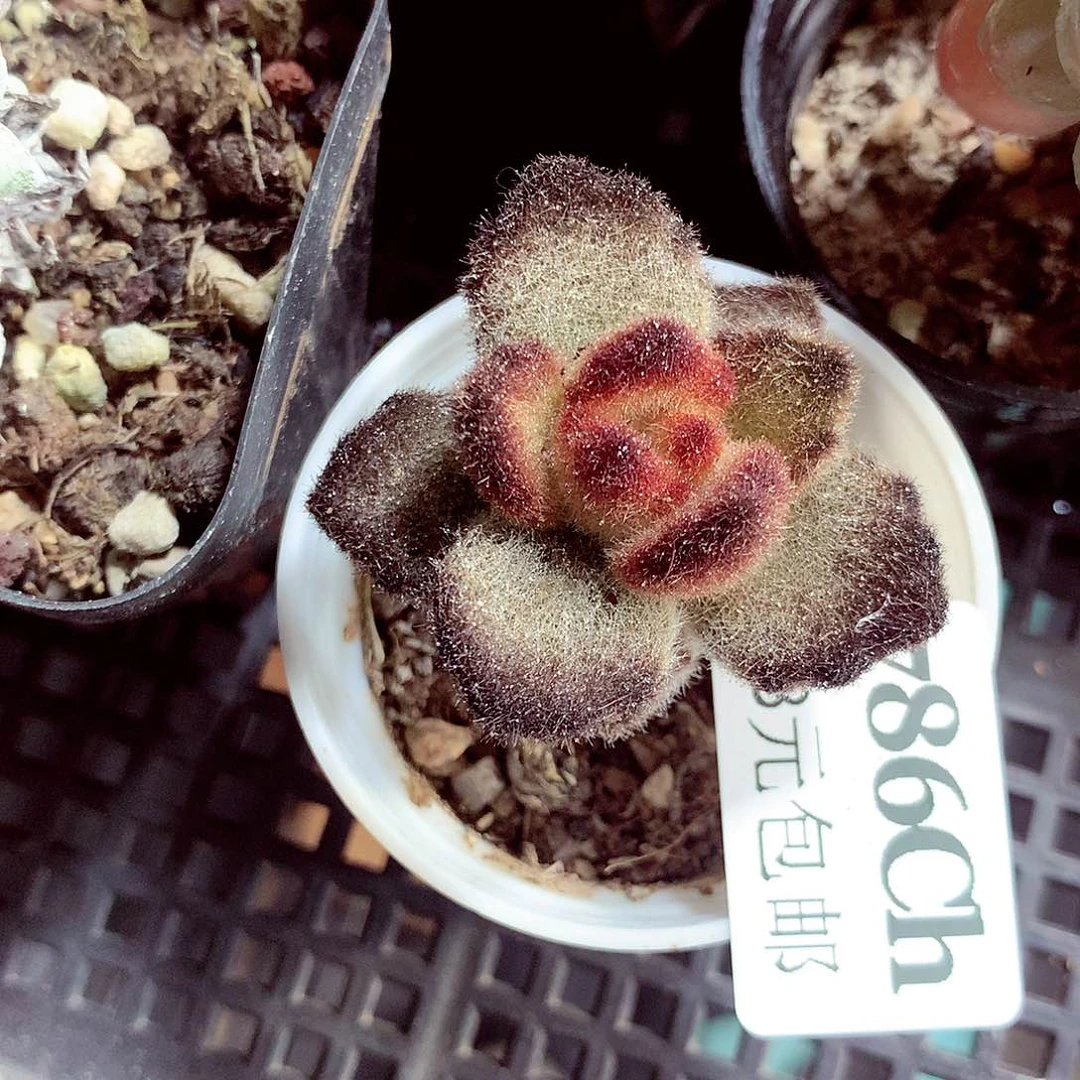 5厘米盆精控多肉786