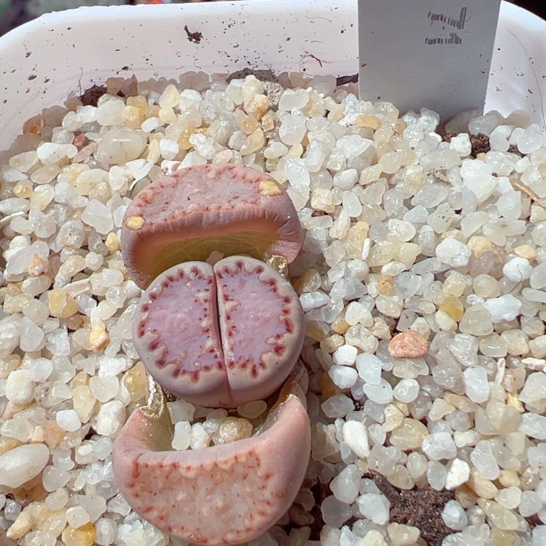 翡*脆224-290.我的小