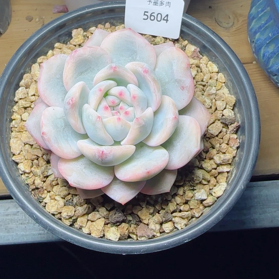 ****醬橙子锦，5604多肉植物