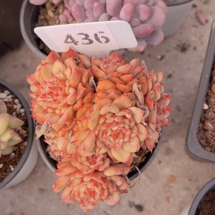 健健康康平平安安