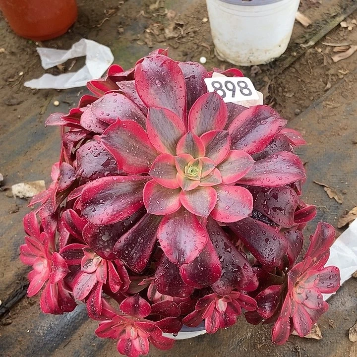 美杜莎898多肉不包断