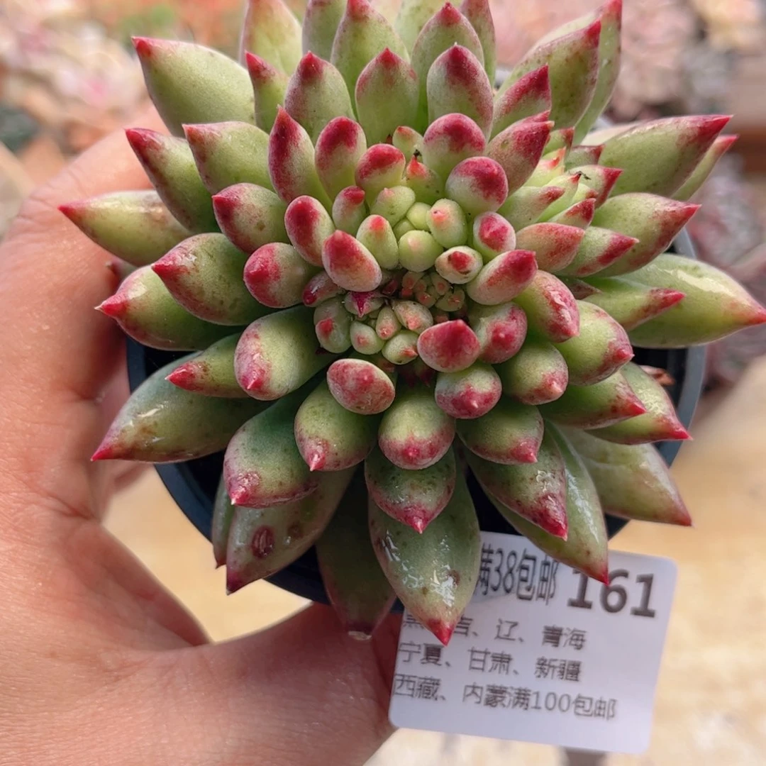 161二代虞美人德华多肉