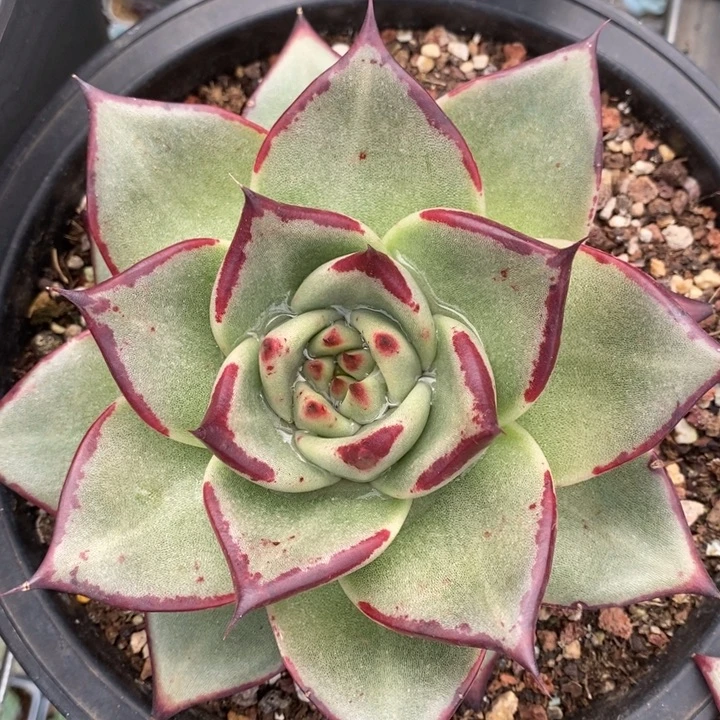 D675- 直播福利 乌木