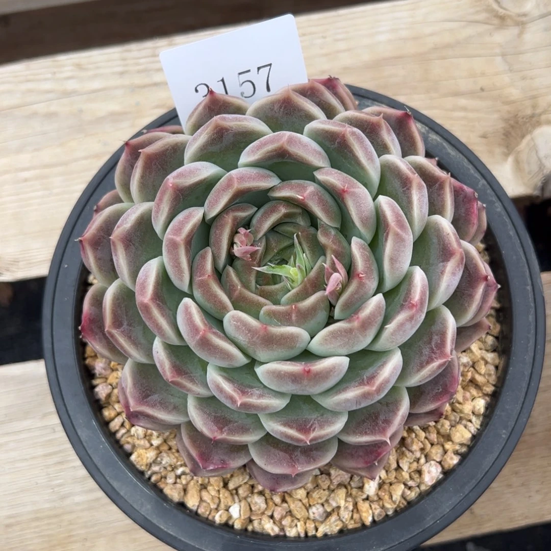 做**婆3157多肉多多多多