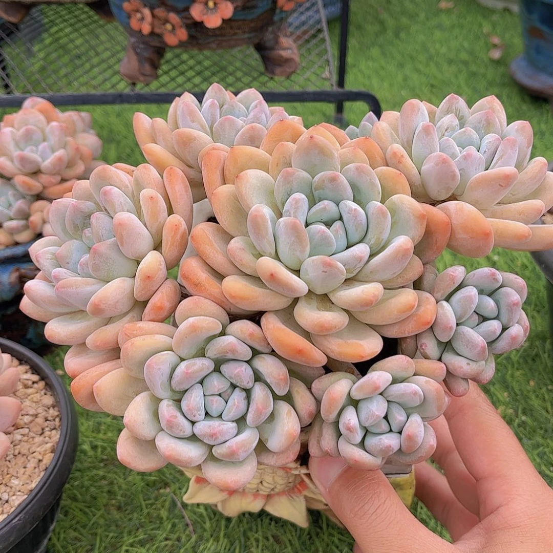 韩版香水精品多肉