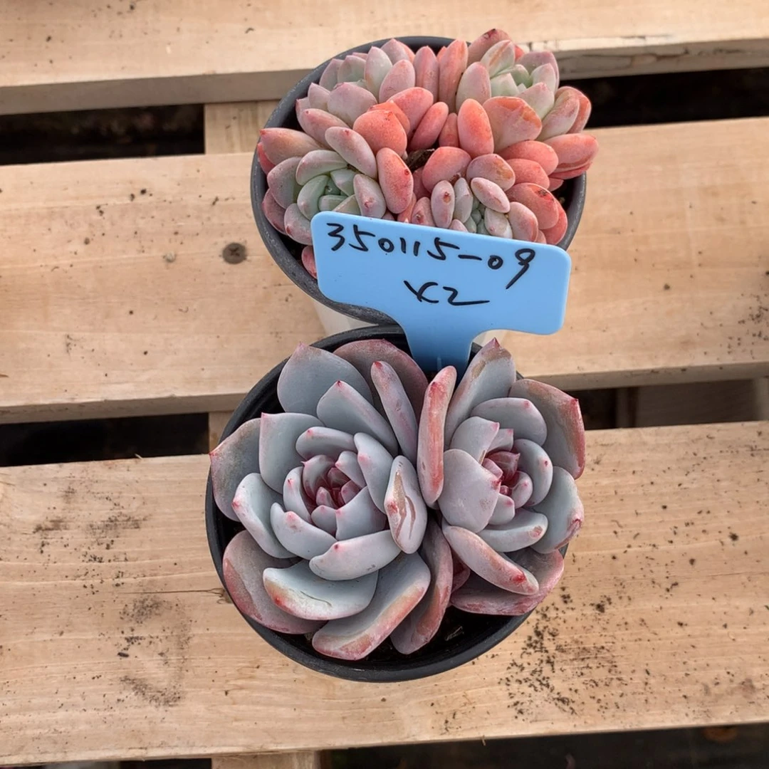 l****2350115-09秋露白嫦娥