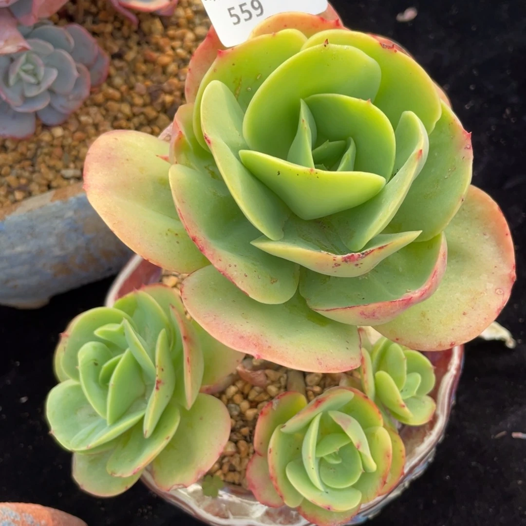 559碧桃群生多肉植物